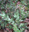 Ruscus aculeatus