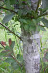 Salix caprea