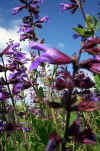 Salvia officinalis