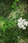 Sambucus nigra