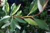 Spiraea decumbens