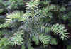 Taxus baccata