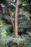 Taxus baccata