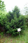 Taxus baccata