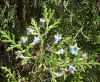 Thuja orientales