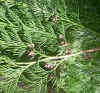 Thuja plicata