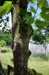 Tilia platyphillos