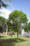 Tilia platyphillos