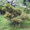 Wistaria sinensis