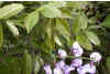 Wistaria sinensis