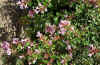 Abelia_grandiflora_flores.jpg (65080 bytes)