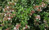 Abelia_grandiflora_hojas_flores.jpg (65978 bytes)