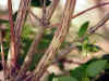 Abelia grandiflora_tallo.jpg (29764 bytes)