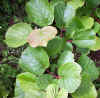 Actinidia chinensis-hojas2.jpg (57157 bytes)