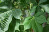 Aesculus hippocastanum_hojas.jpg (50366 bytes)