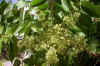 Ailanthus altissima_flores1.jpg (57633 bytes)