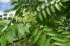 Ailanthus altissima_flores.jpg (59185 bytes)