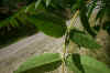 Ailanthus altissima_hojas_enves.jpg (41914 bytes)