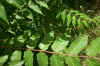 Ailanthus altissima_hojas.jpg (56254 bytes)