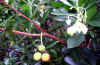 Arbutus unedo_frutos_flores.jpg (62040 bytes)