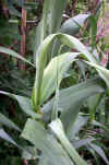 Arundo donax