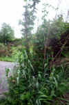 Arundo donax