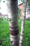 Betula pendula_tronco.jpg (59839 bytes)