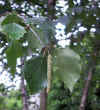 Betula pubescens_hojas_flores.jpg (46383 bytes)
