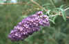 Buddleja davidii20.jpg (40650 bytes)