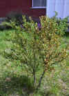 Buxus sempervirens_aspecto1.jpg (84888 bytes)