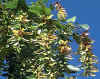 Carpinus betulus 