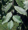 Carpinus betulus 