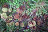 Castanea_frutos.jpg (62780 bytes)