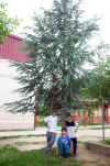 Cedrus atlantica 