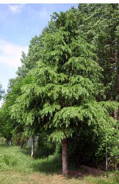 cedrus