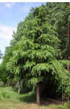 Cedrus deodara