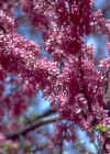 Cercis siliquastrum 