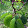 Cercis siliquastrum 