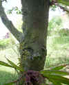 Cercis siliquastrum 