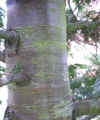 Chamaeciparis lawsoniana