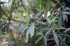 Cistus ladanifer