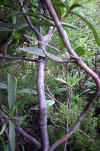 Cistus ladanifer