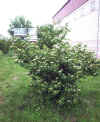 Cornus sanguinea