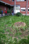 Cortadeira selloana