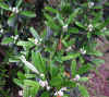 Cotoneaster sp.