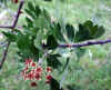 Crataegus azarolus