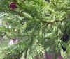 Criptomeria japonica