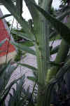 Cynara scolymus