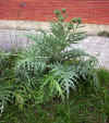 Cynara scolymus