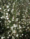 Cytisus multiflorus